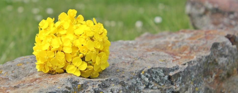 Free Image of Rapeseed Flowers 
