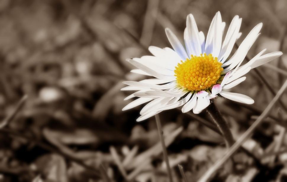 Free Image of White Flower 