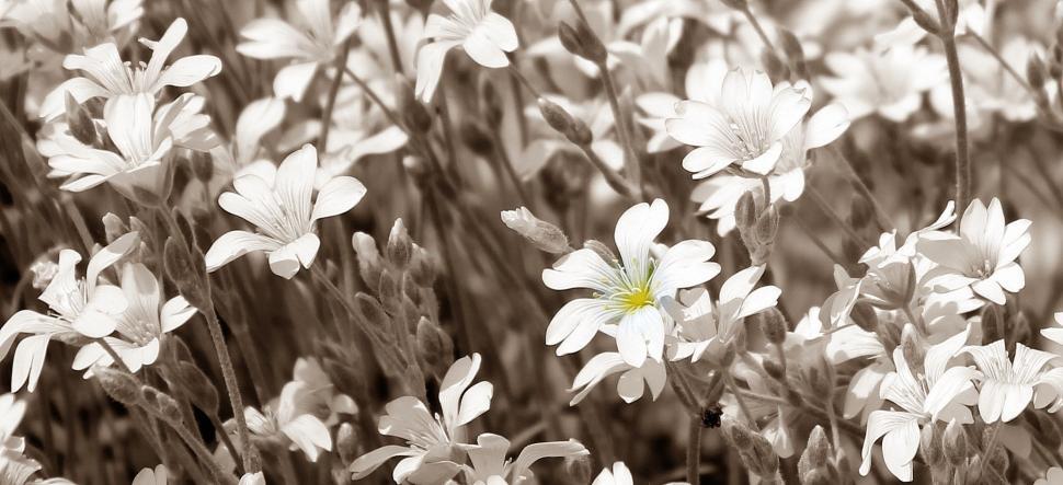 Free Image of Rabelera holostea flowers 