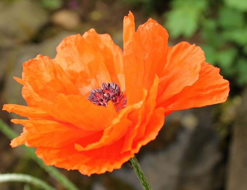 Free Image of Orange Flower 