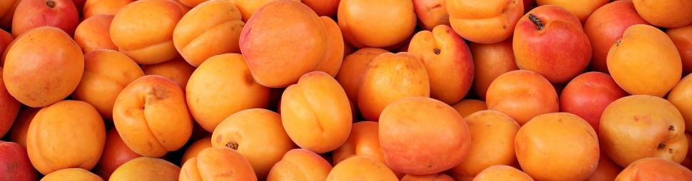 Free Image of Fresh Apricots 