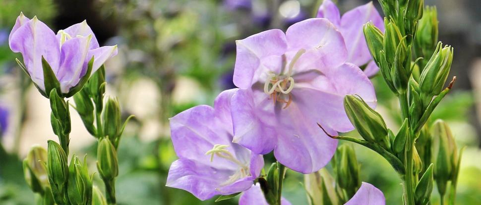 Free Image of Purple Flowers 