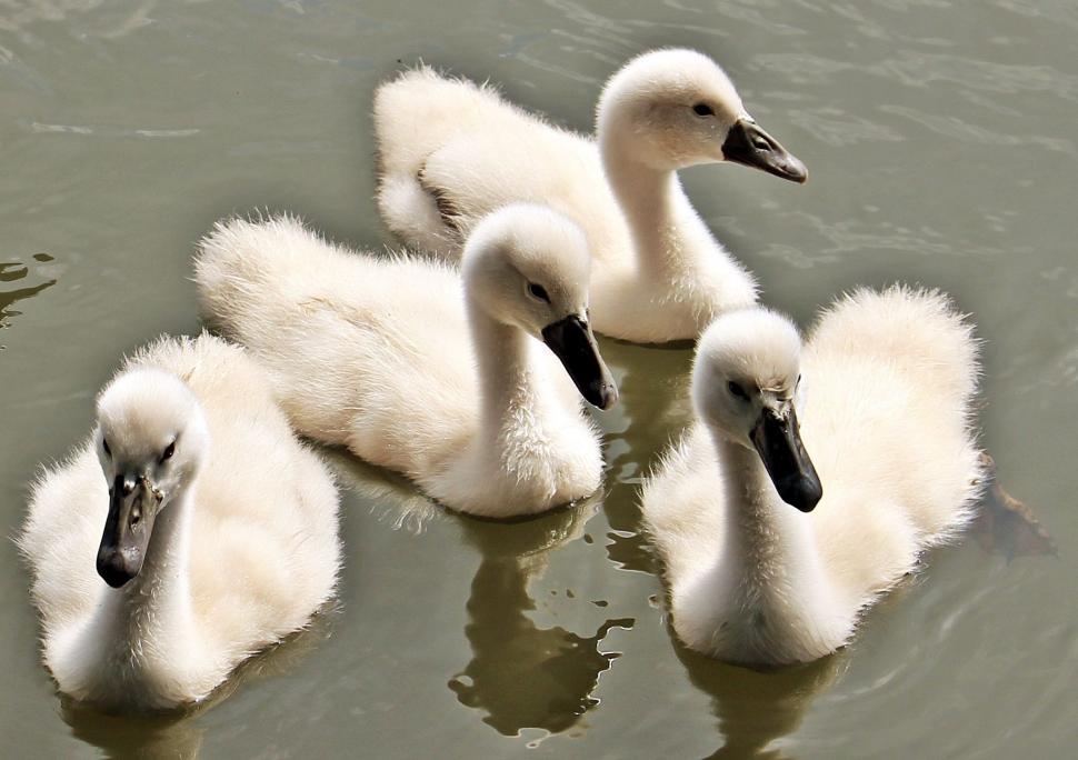 Free Image of Cygnets in lake 