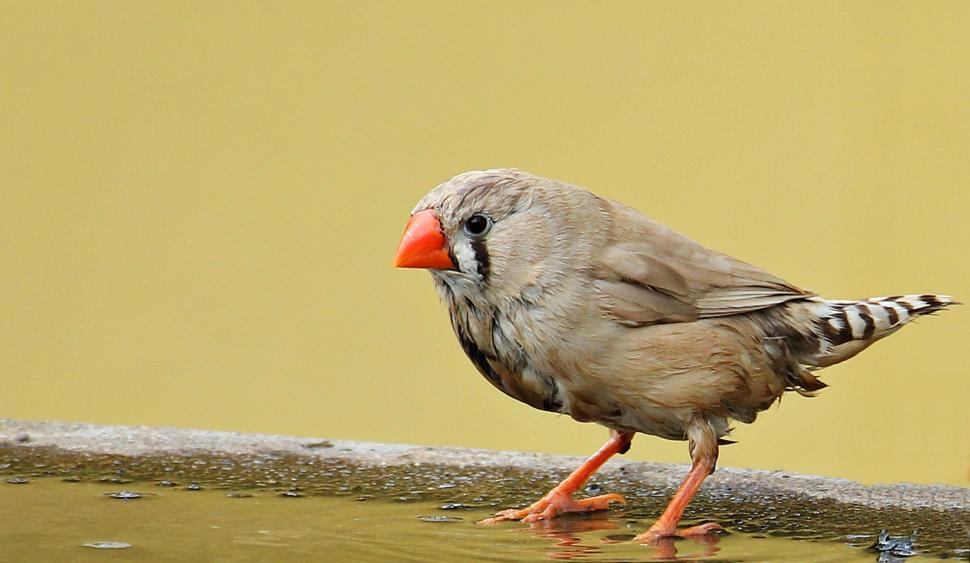 Free Image of Zebra finch 