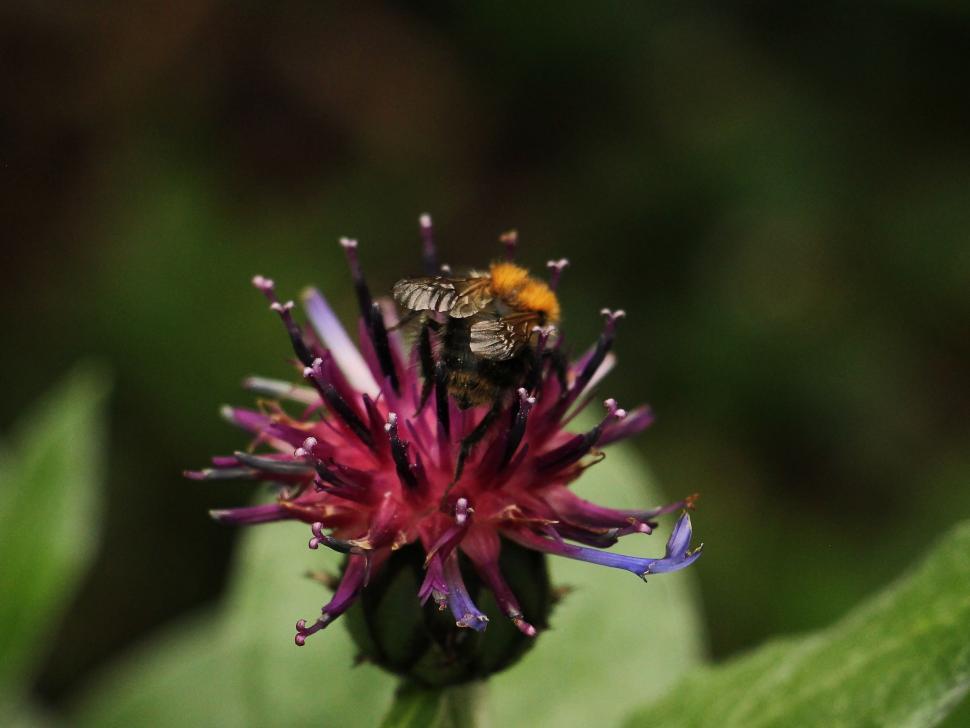 Free Image of Cornflower with bee 