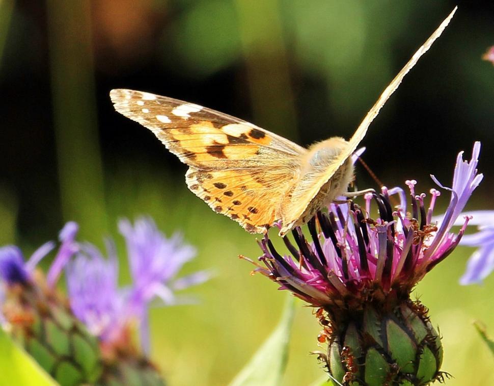 Free Image of Cornflower with butterfly 