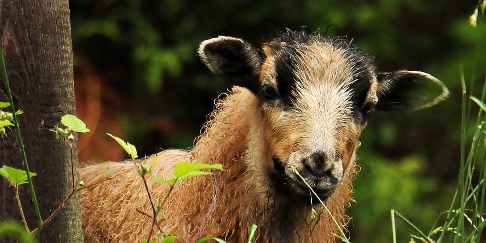 Free Image of Young sheep 
