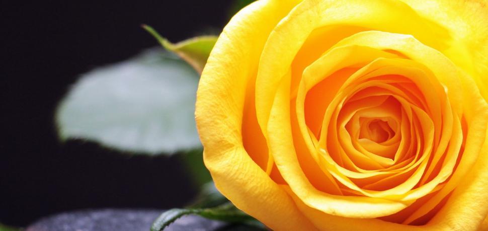 Free Image of Yellow Rose 