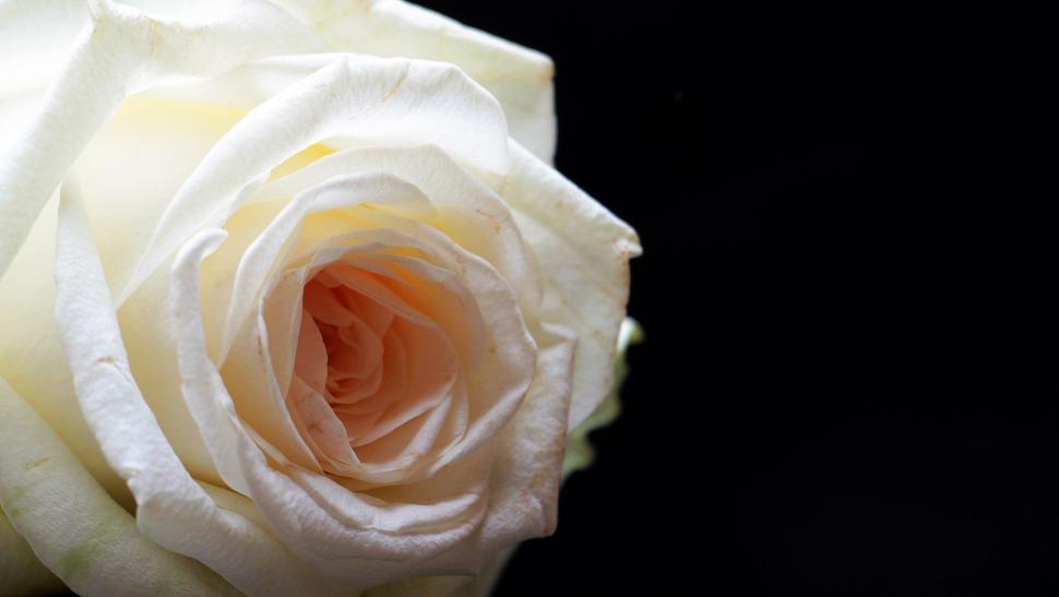 Free Image of White Rose 