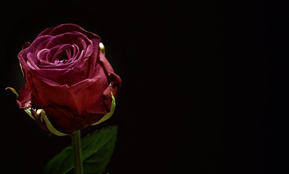 Free Image of Red Rose 