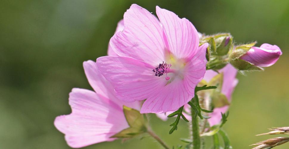 Free Image of Pink Rose Mallow 