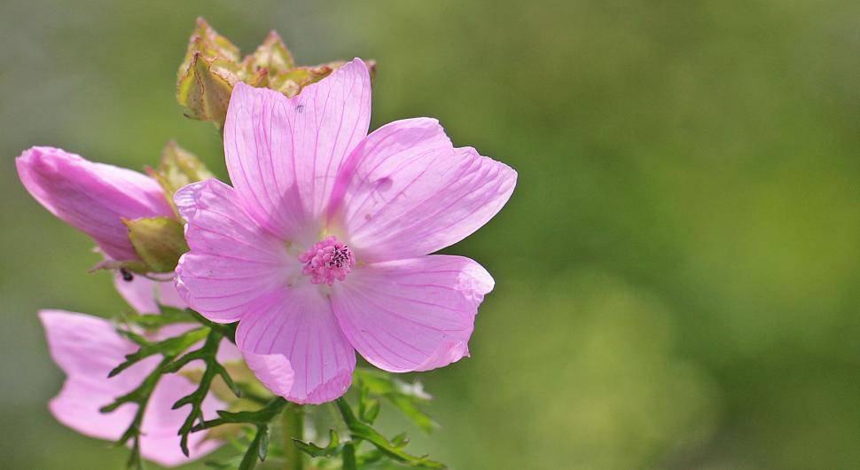 Free Image of Pink swamp rose flowers 