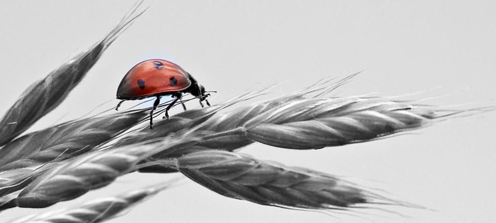 Free Image of Ladybird beetle 