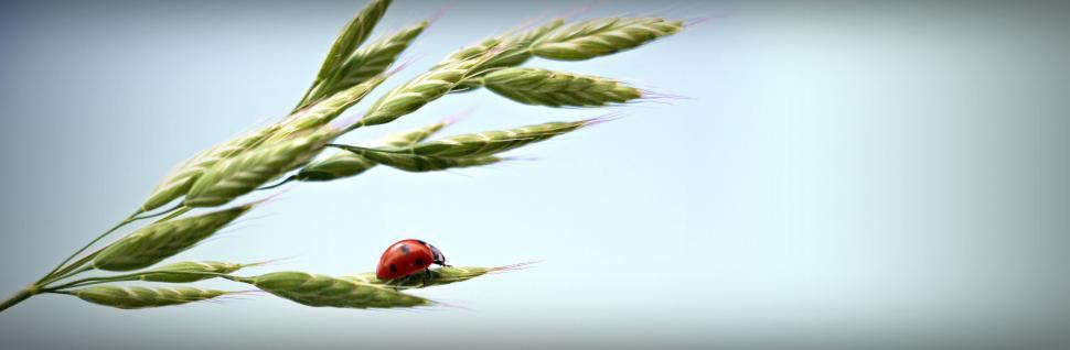 Free Image of Ladybird beetle (insect)  