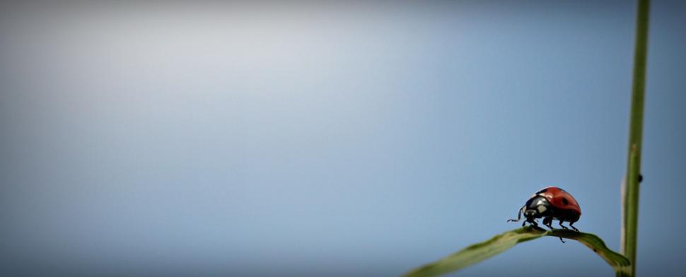 Free Image of Ladybird beetle - Space for text 