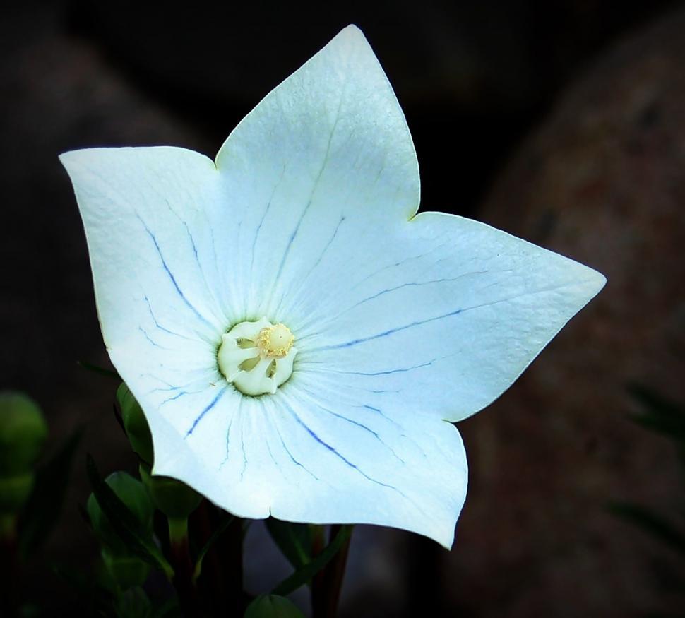 Free Image of Chinese bellflower 