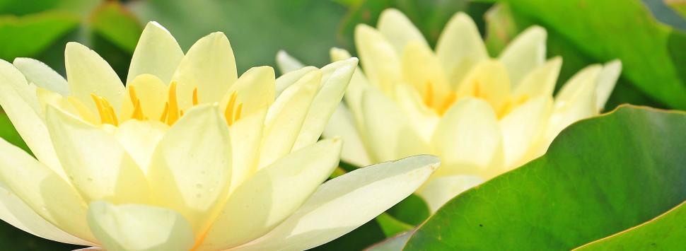 Free Image of Water lilies 