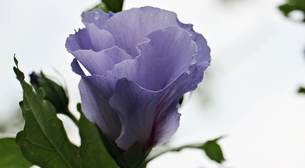 Free Image of Blue Hollyhock 