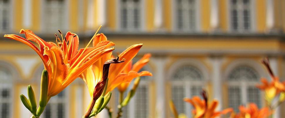 Free Image of Orange Lily Flowers 