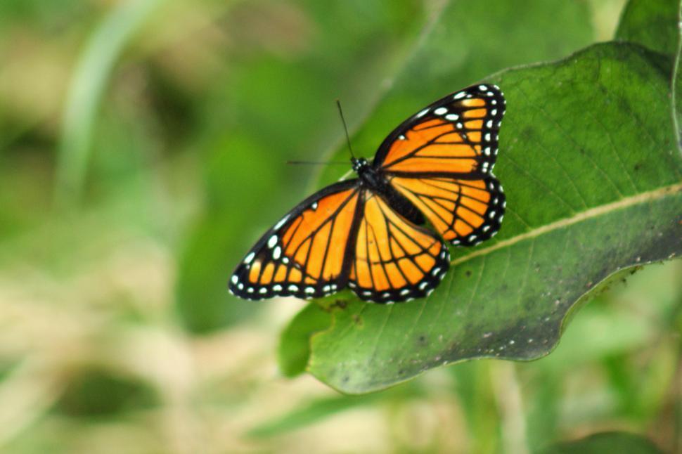 Free Image of Butterfly2 