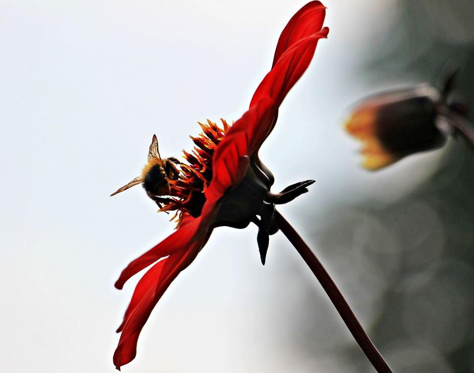 Free Image of Red Dahlia 