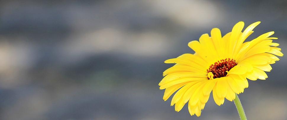 Free Image of Marguerite yellow flower - Space for text 