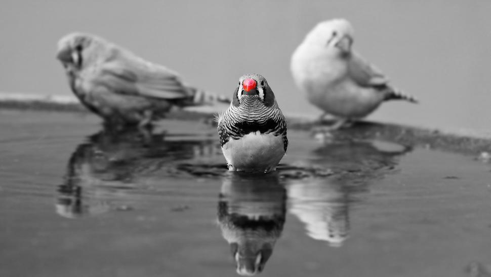 Free Image of Zebra finch birds 