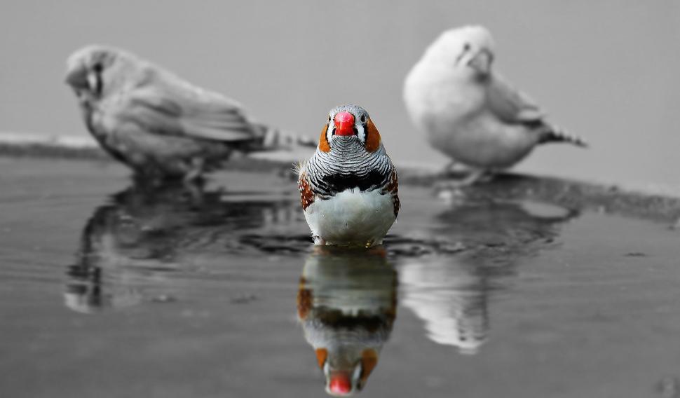 Free Image of Three Zebra finch birds 