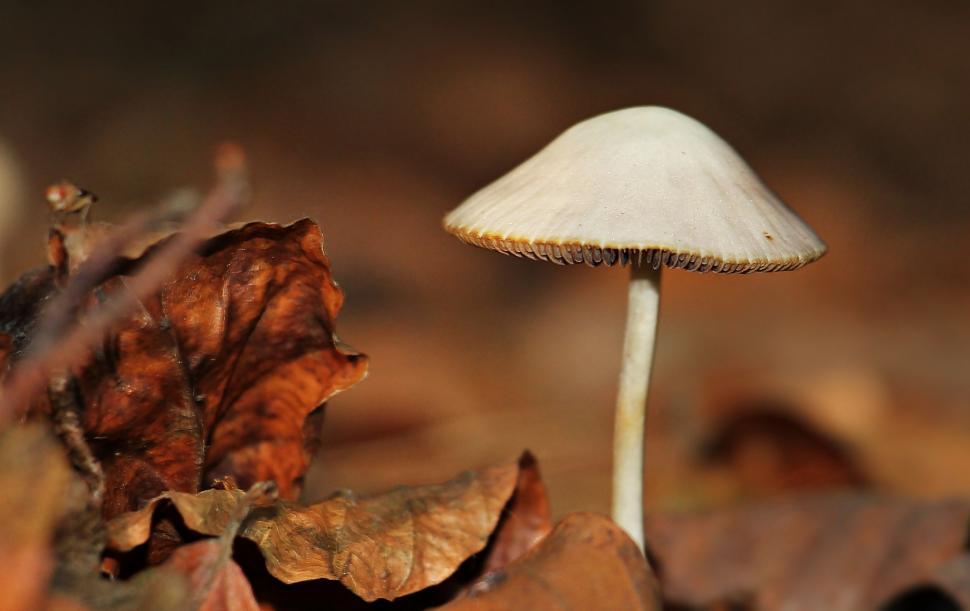 Free Image of Wild Mushroom 
