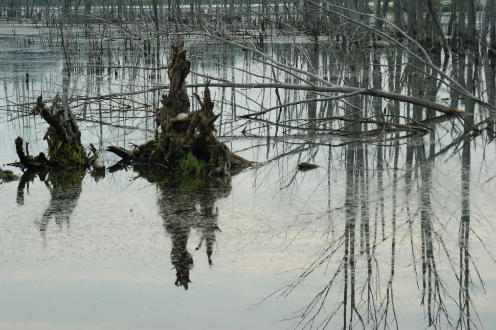 Free Image of Wetland1 