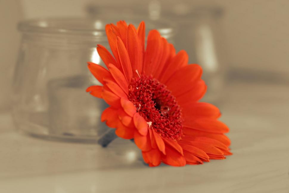 Free Image of Orange gerbera 