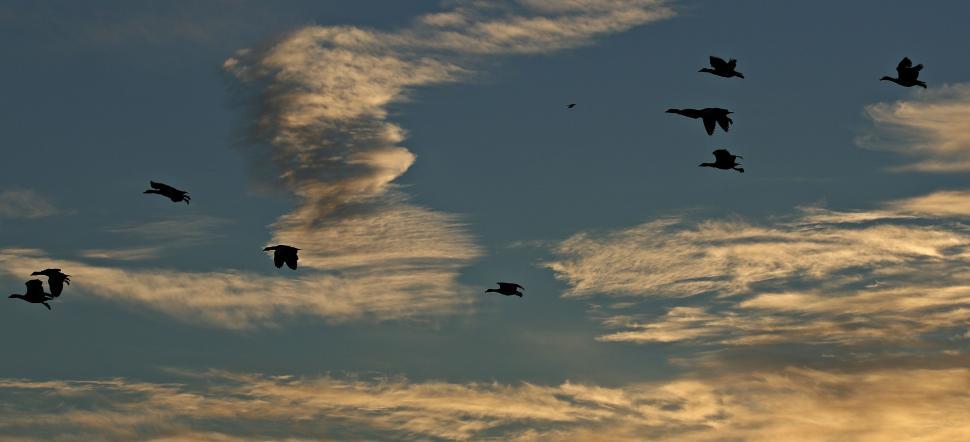 Free Image of Birds and sunset clouds 
