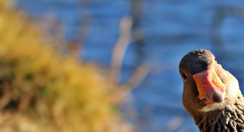Free Image of Toulouse goose - Space for text 