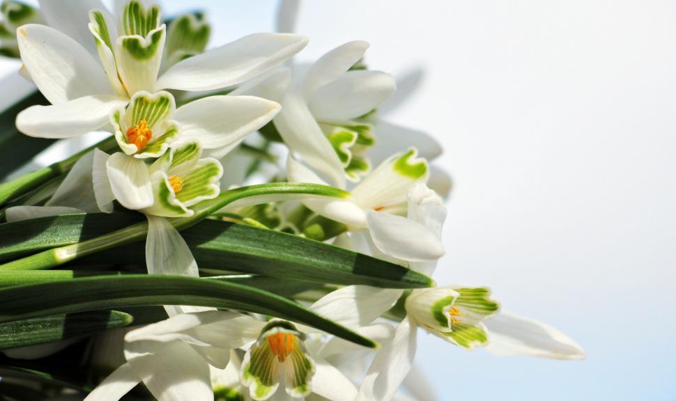Free Image of Snowdrop Flowers 