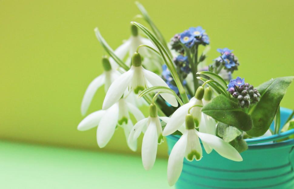 Free Image of Flowers and aqua watering can 