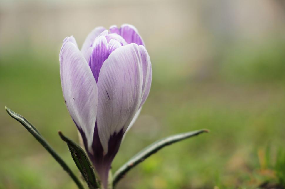 Free Image of Crocus Flower 