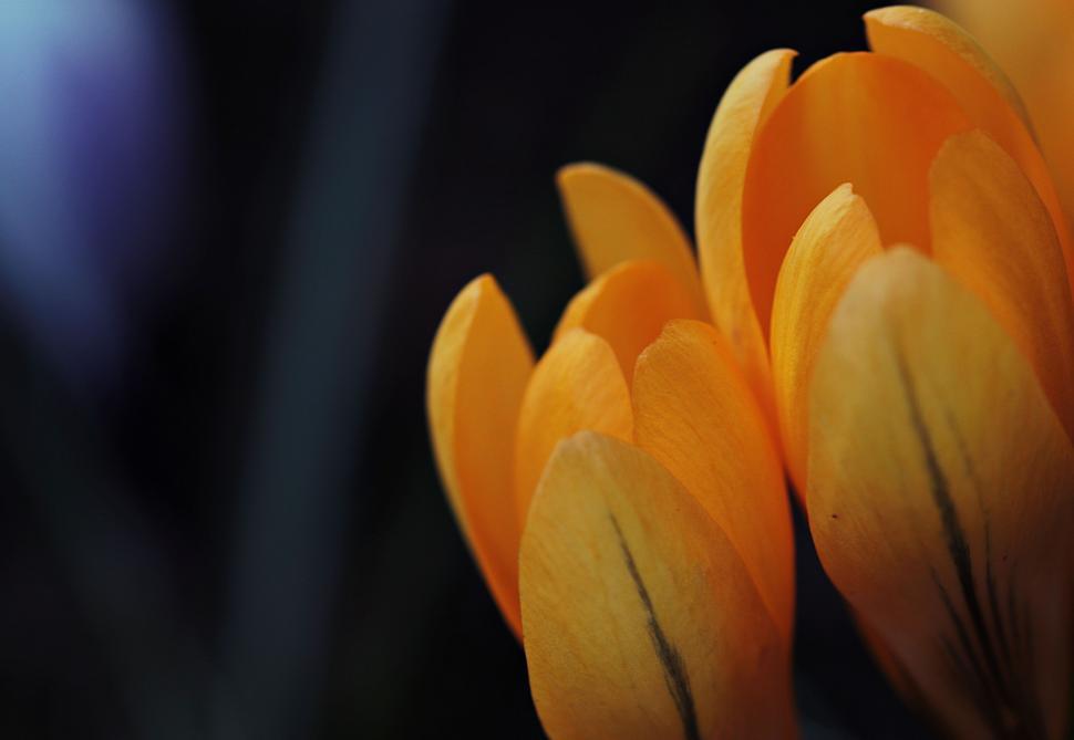 Free Image of Yellow Flowers 