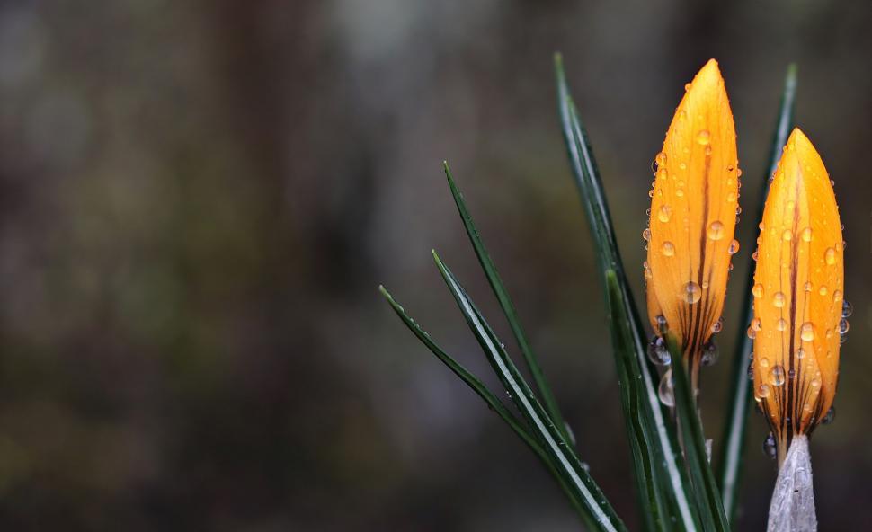 Free Image of Yellow Flowers in Dew - Space for text 