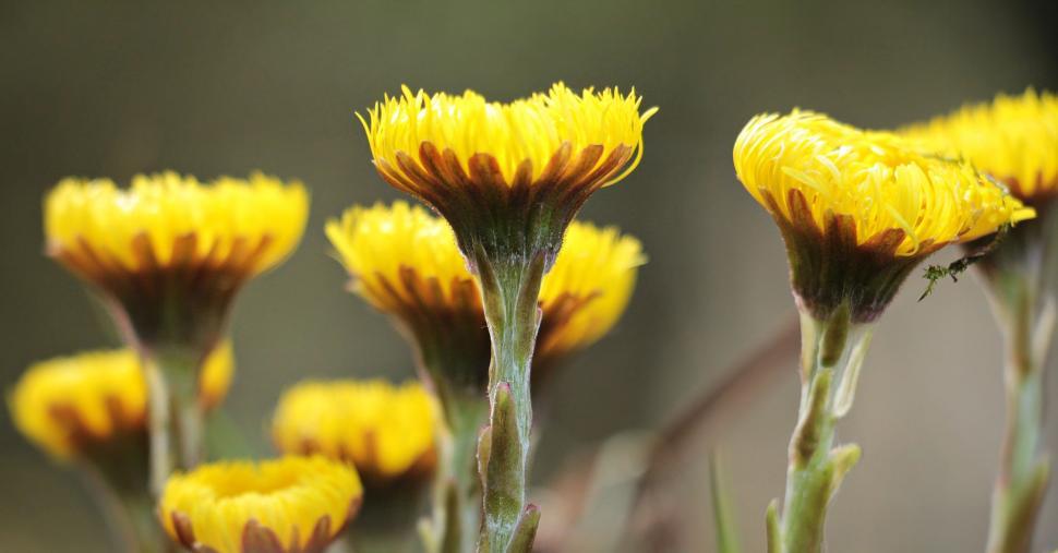 Free Image of Yellow Flowers 