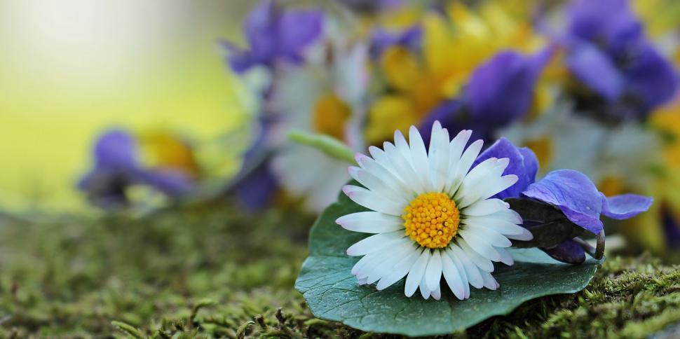Free Image of White Flower and Moss 