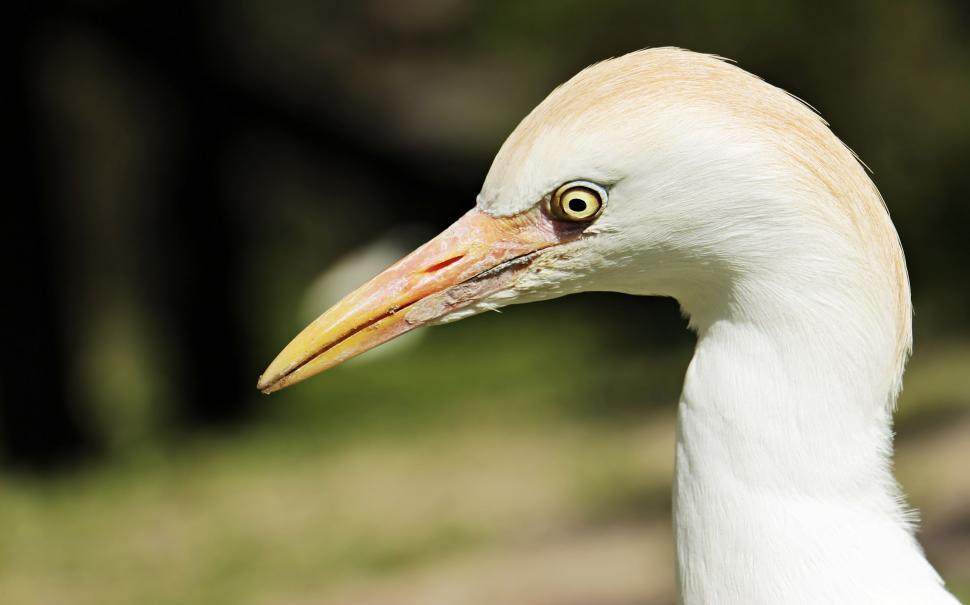Free Image of Great egret 