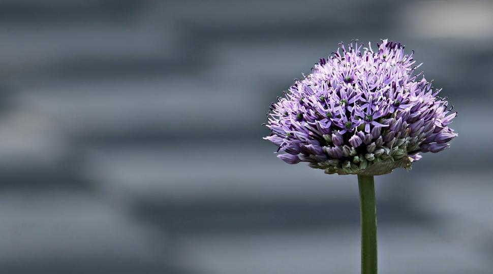 Free Image of Allium Flower 