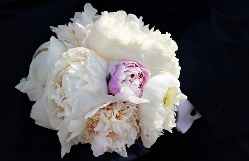 Free Image of White peony flowers 