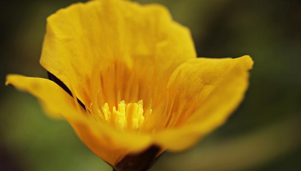 Free Image of Yellow water lily 