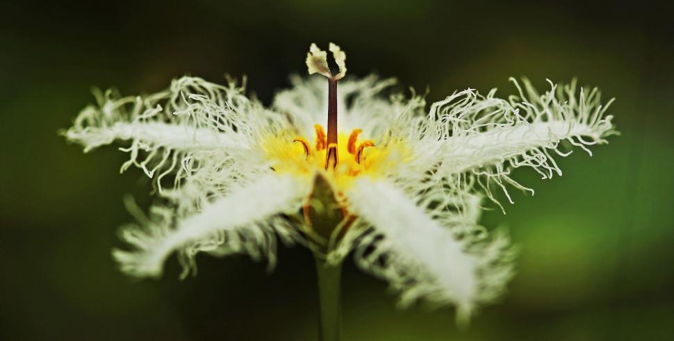 Free Image of White water lily - growing 