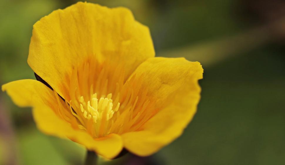 Free Image of Yellow Water Lily Flower 
