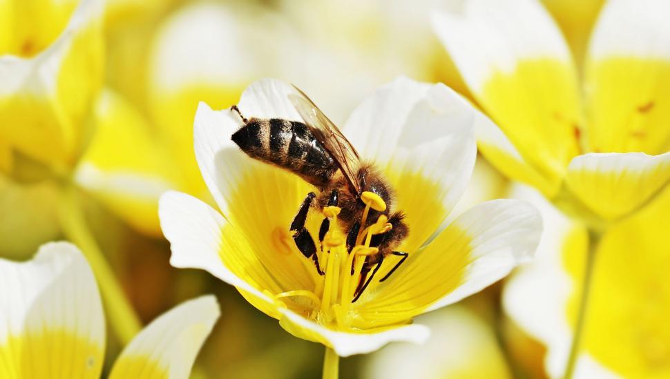 Free Image of Poached egg plant flowers 