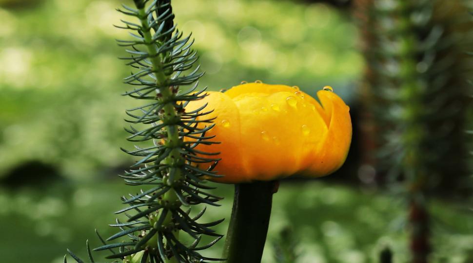 Free Image of Yellow Water-lily 