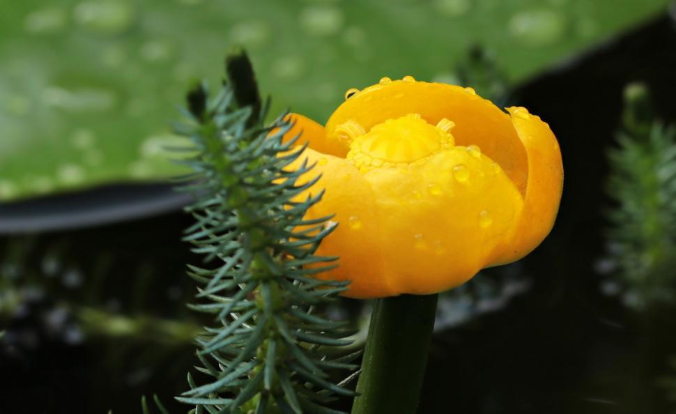 Free Image of Yellow water-lily flower 