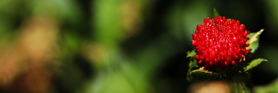 Free Image of False strawberry plant - space for text 